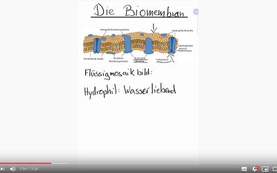 02 Bio-Blog-Video: Das Flüssigkeitsmosaikbild der Biomembran